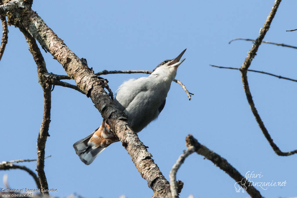 Giant Nuthatchadult