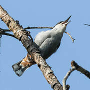 Giant Nuthatch