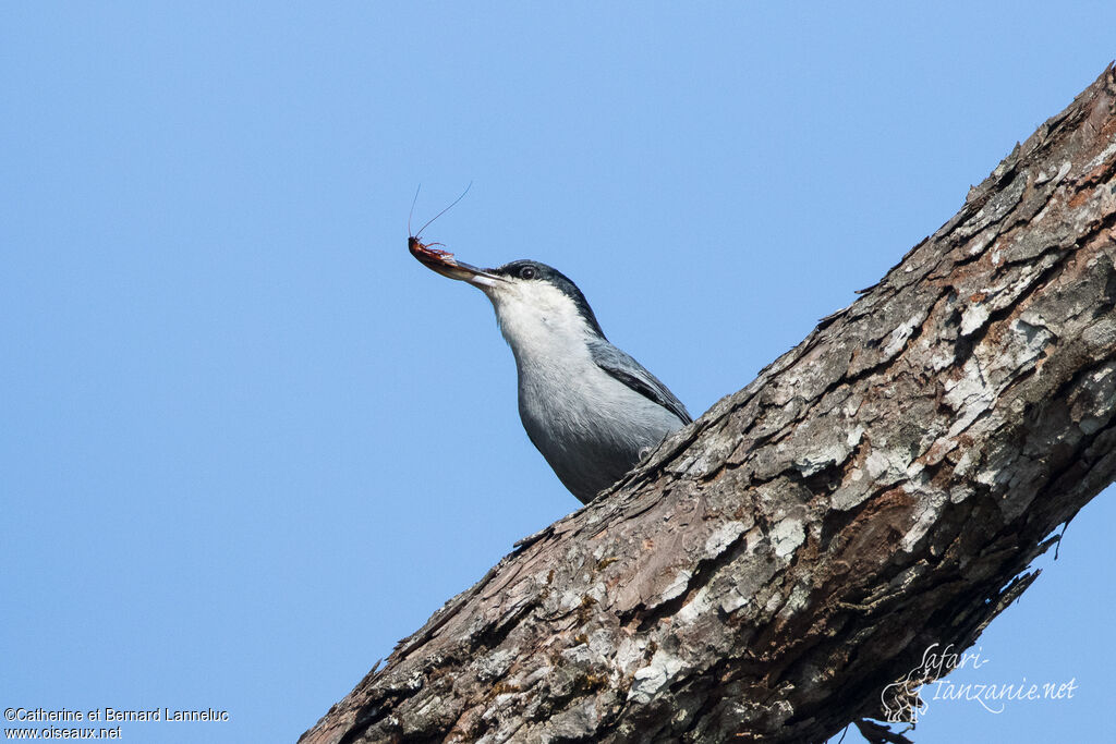 Giant Nuthatchadult, feeding habits