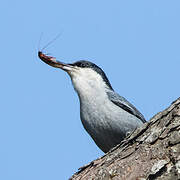 Giant Nuthatch