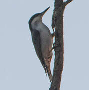 Giant Nuthatch