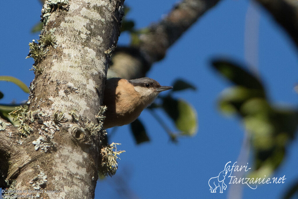 Eurasian Nuthatch