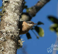 Eurasian Nuthatch