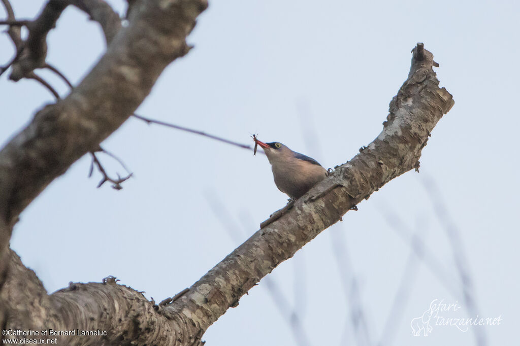 Velvet-fronted Nuthatchadult, feeding habits