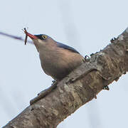 Velvet-fronted Nuthatch