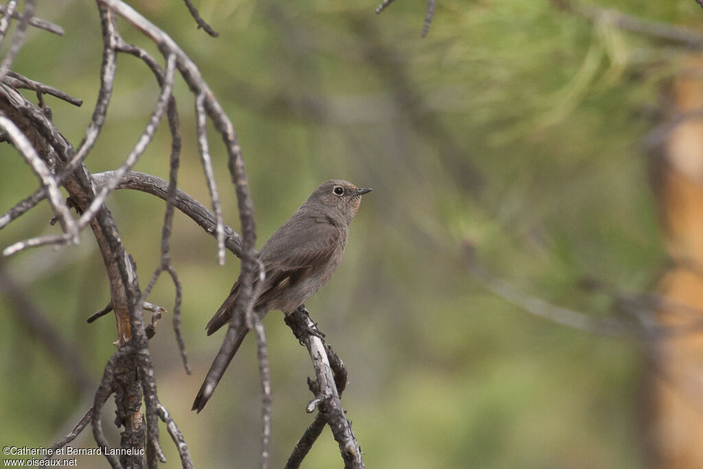 Townsend's Solitaire