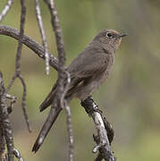 Townsend's Solitaire