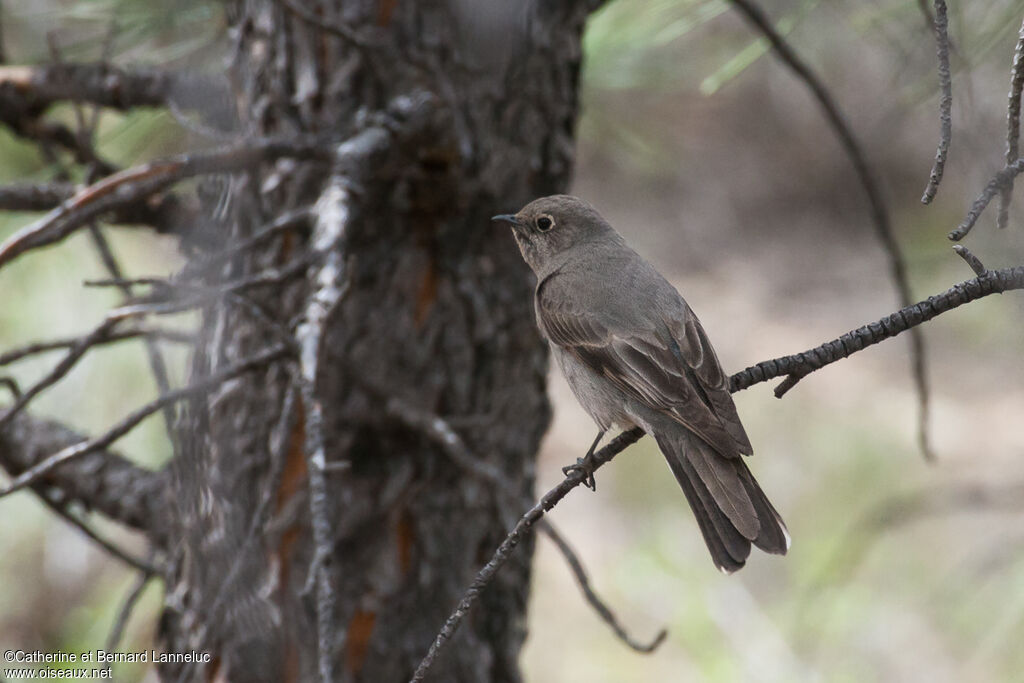 Townsend's Solitaireadult, identification