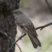 Townsend's Solitaire