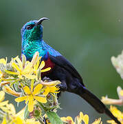 Red-chested Sunbird