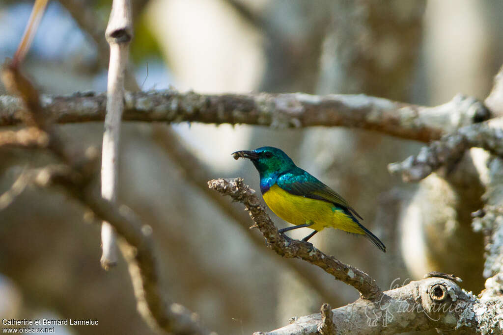 Collared Sunbird male adult breeding, feeding habits