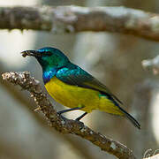 Collared Sunbird