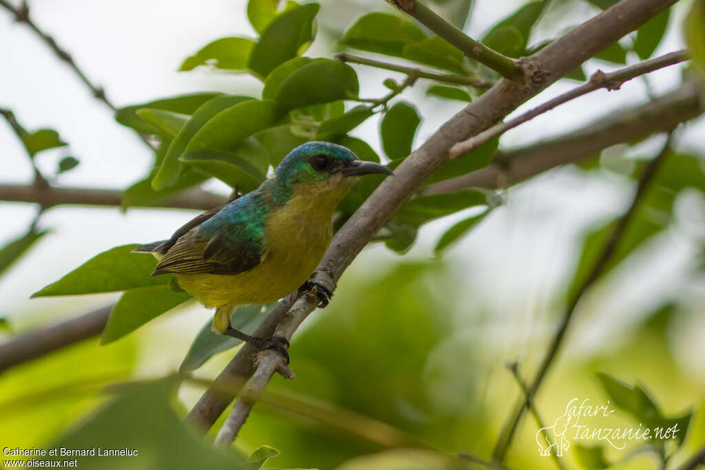 Collared Sunbird female adult, identification