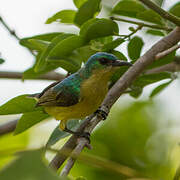 Collared Sunbird