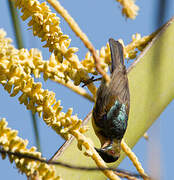 Brown-throated Sunbird