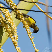 Brown-throated Sunbird