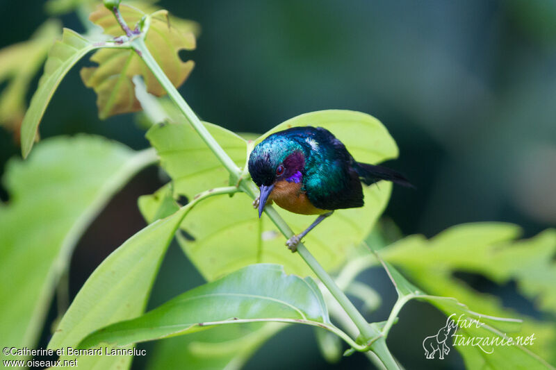 Ruby-cheeked Sunbird male adult, identification
