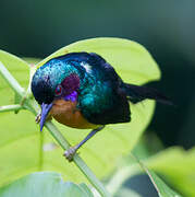 Ruby-cheeked Sunbird