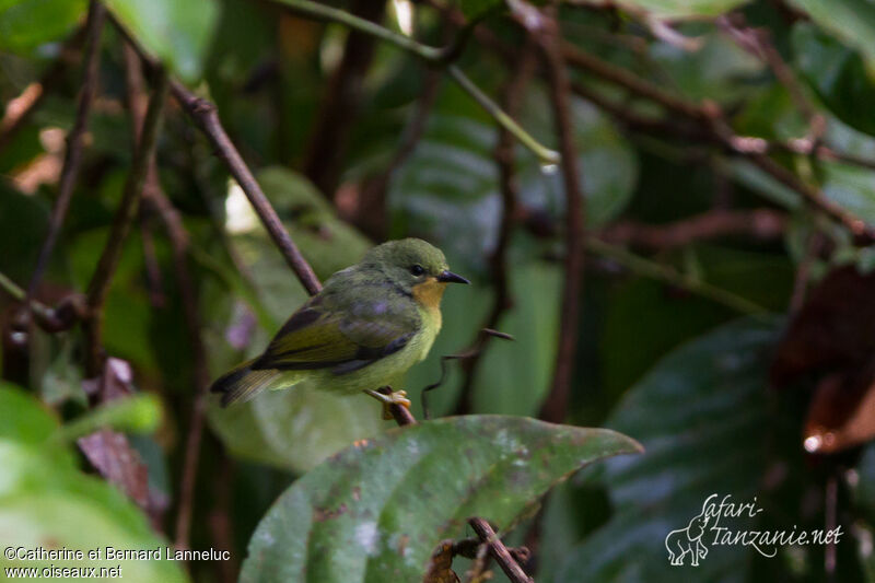 Ruby-cheeked Sunbird female adult, identification