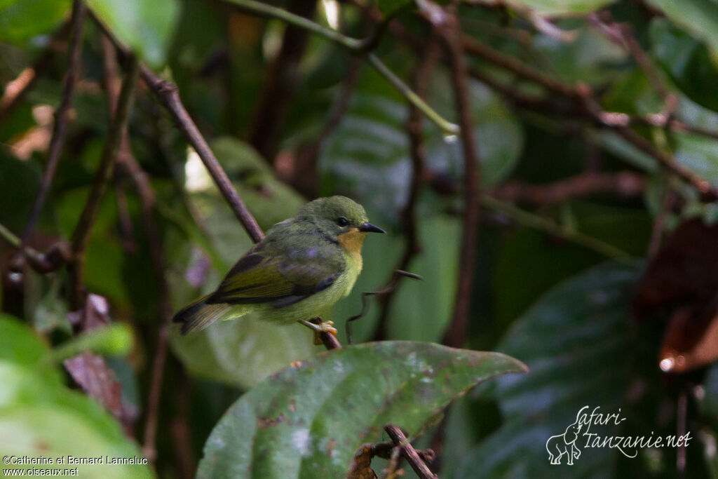 Souimanga à joues rubis femelle adulte, identification