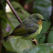 Ruby-cheeked Sunbird