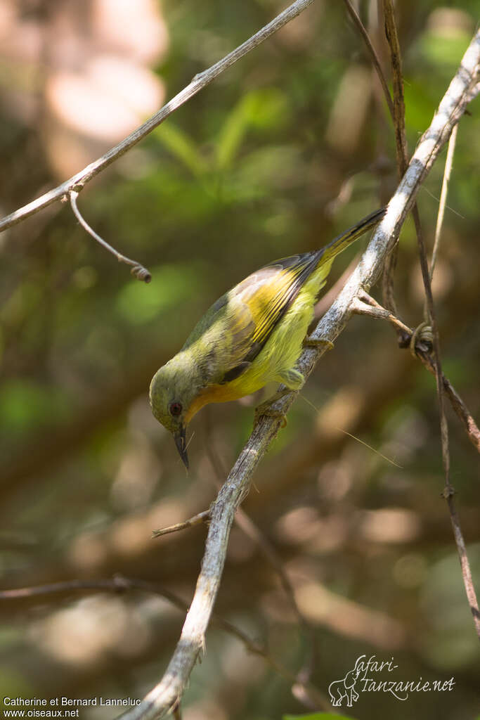 Ruby-cheeked Sunbird female adult, Reproduction-nesting