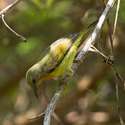 Ruby-cheeked Sunbird