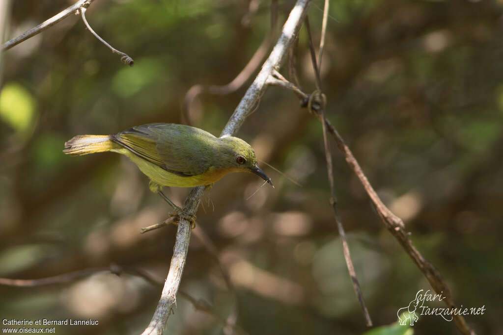 Ruby-cheeked Sunbird female adult, Reproduction-nesting