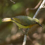 Ruby-cheeked Sunbird