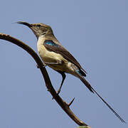 Beautiful Sunbird