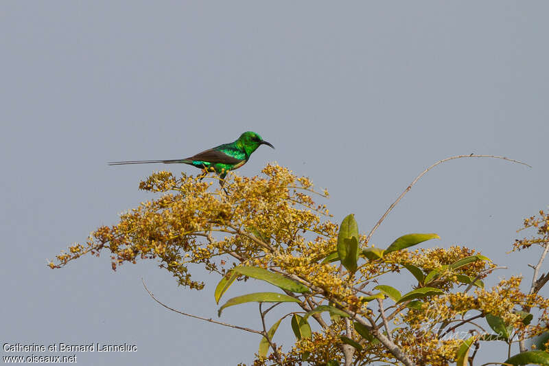 Beautiful Sunbird male adult breeding, habitat, Behaviour