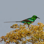 Beautiful Sunbird