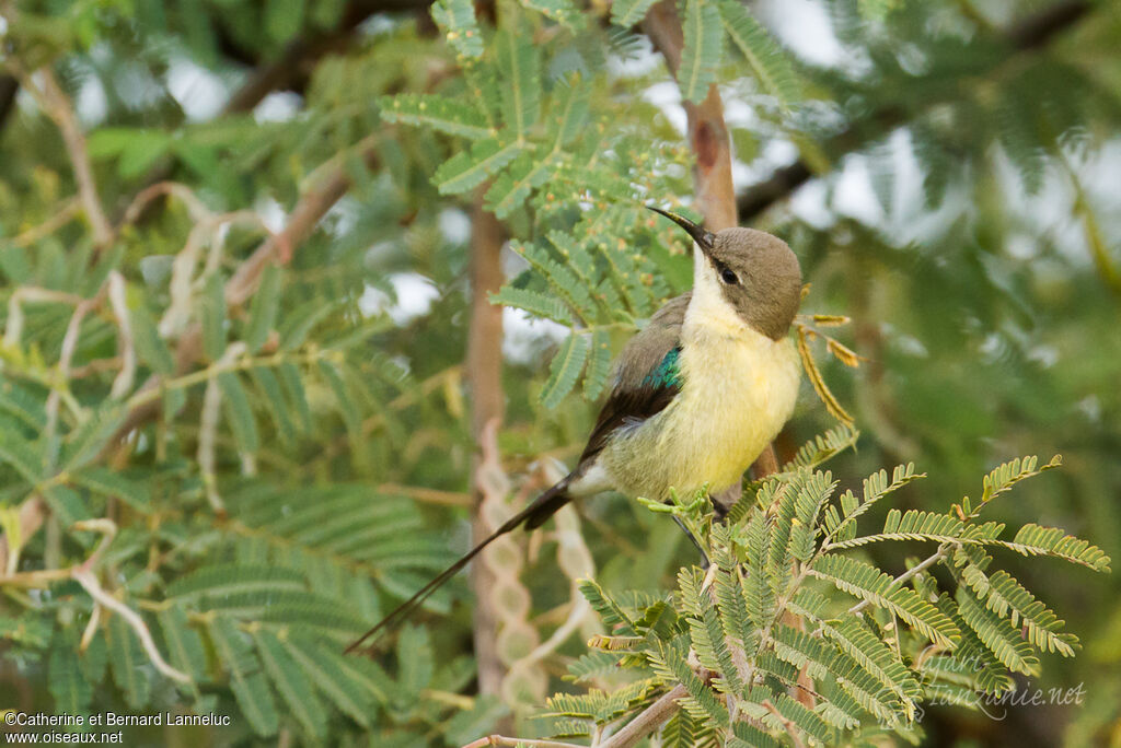 Beautiful Sunbird male adult post breeding, identification