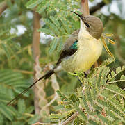 Beautiful Sunbird