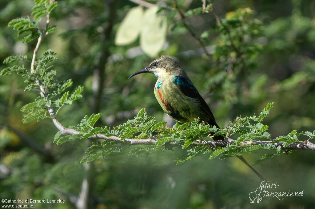 Beautiful Sunbird male adult transition