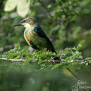 Beautiful Sunbird