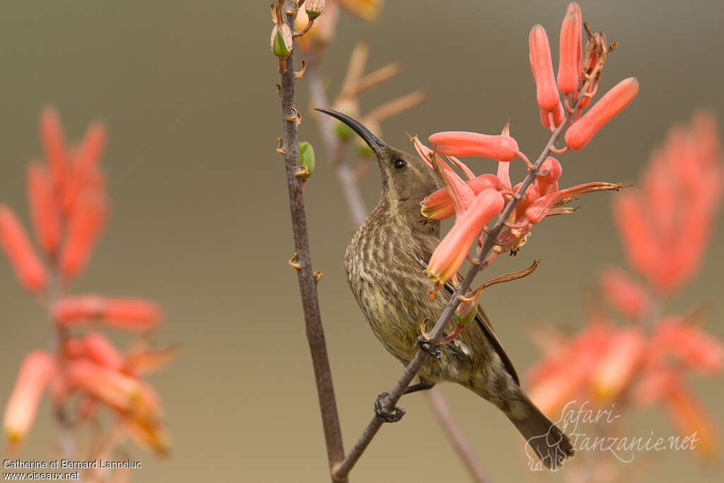 Scarlet-chested Sunbird female adult