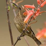 Scarlet-chested Sunbird