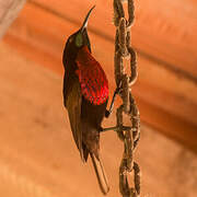 Scarlet-chested Sunbird