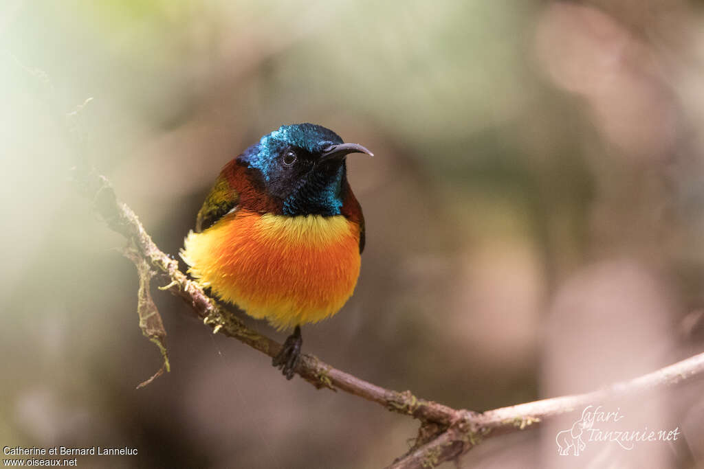 Green-tailed Sunbird male adult, aspect