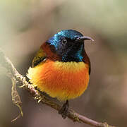 Green-tailed Sunbird