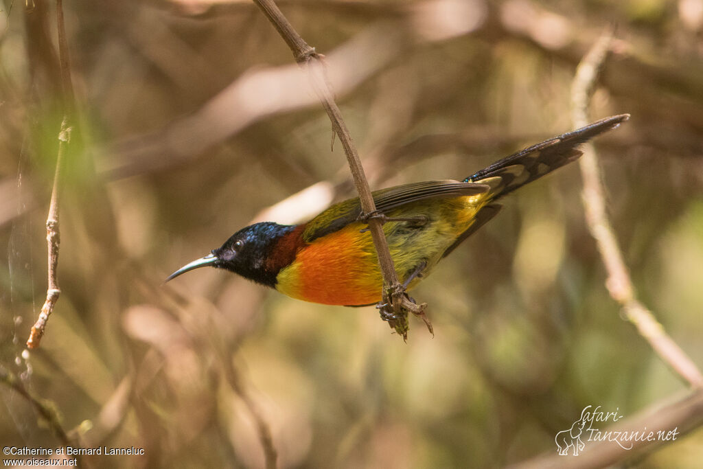 Green-tailed Sunbird male adult, identification