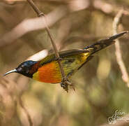 Green-tailed Sunbird