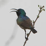 White-bellied Sunbird