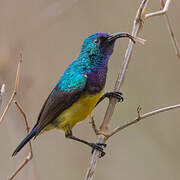 Variable Sunbird