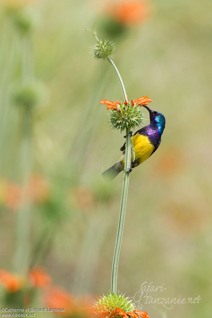 Variable Sunbird male adult, feeding habits