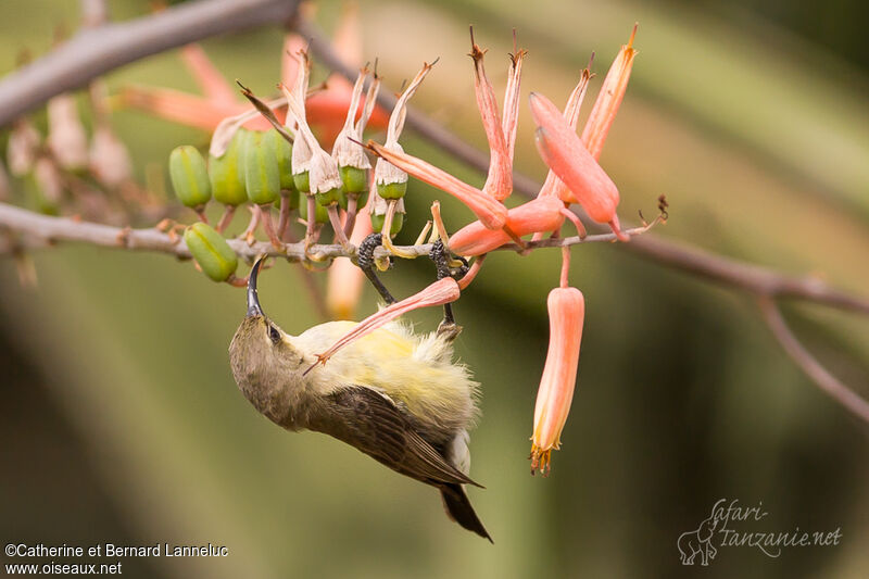 Variable Sunbird, feeding habits