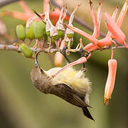 Variable Sunbird