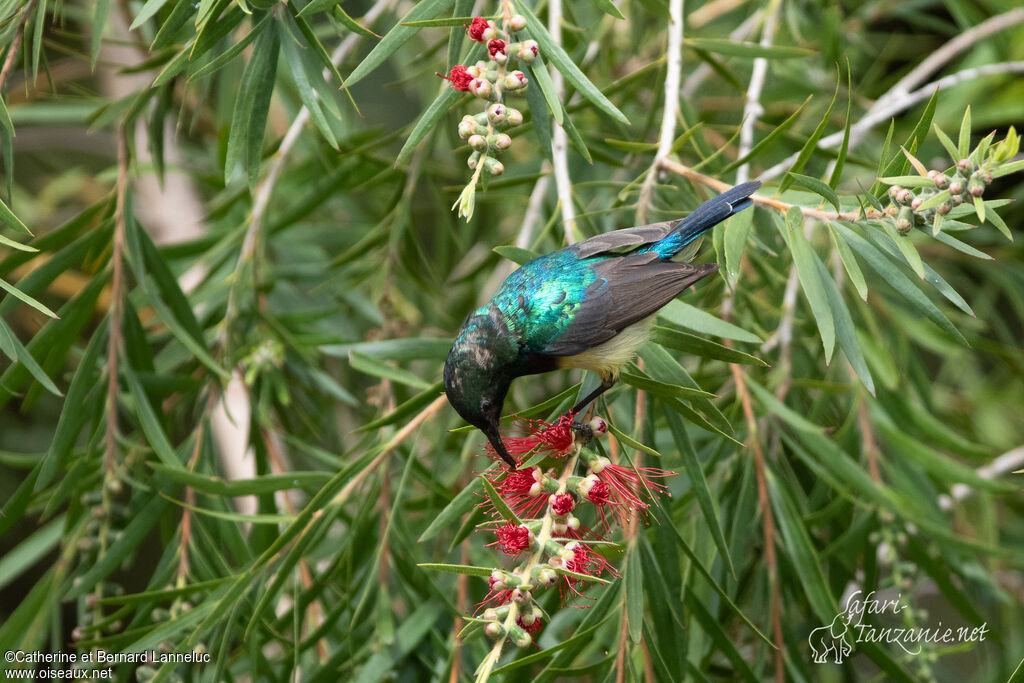 Variable Sunbird male adult breeding