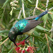 Variable Sunbird